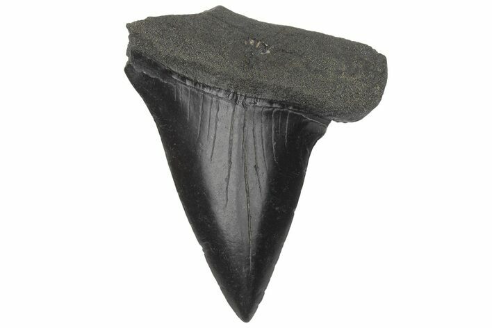 Fossil Broad-Toothed Mako Tooth - South Carolina #214608